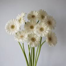 MINI GERBERA - WHITE
