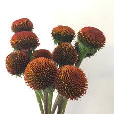 CONEFLOWER PODS - ORANGE