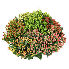 HYPERICUM - ASSORTED S.O.