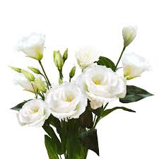 LISIANTHUS - WHITE