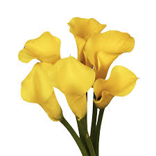 MINI CALLA - YELLOW