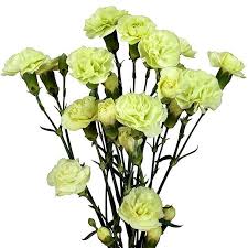 MINI CARNATION - GREEN