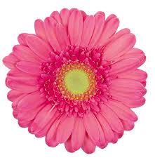 MINI GERBERA - PINK