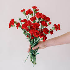 MINI CARNATION - RED
