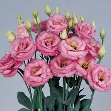 LISIANTHUS - PINK