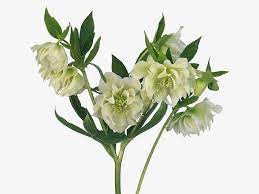 HELLEBORUS - DOUBLE WHITE
