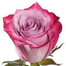 ROSE - LAVENDER DEEP PURPLE 70 CM