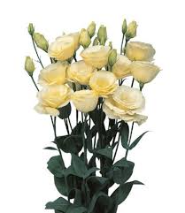LISIANTHUS - YELLOW