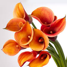 MINI CALLA - ORANGE
