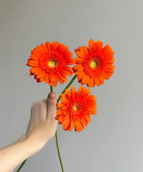 MINI GERBERA - ORANGE