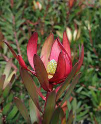 LEUCADENDRON - RED MINI