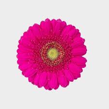 MINI GERBERA - HOT PINK