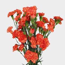 MINI CARNATION - ORANGE
