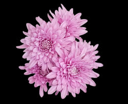 POMP - MEDIUM PINK CUSHION