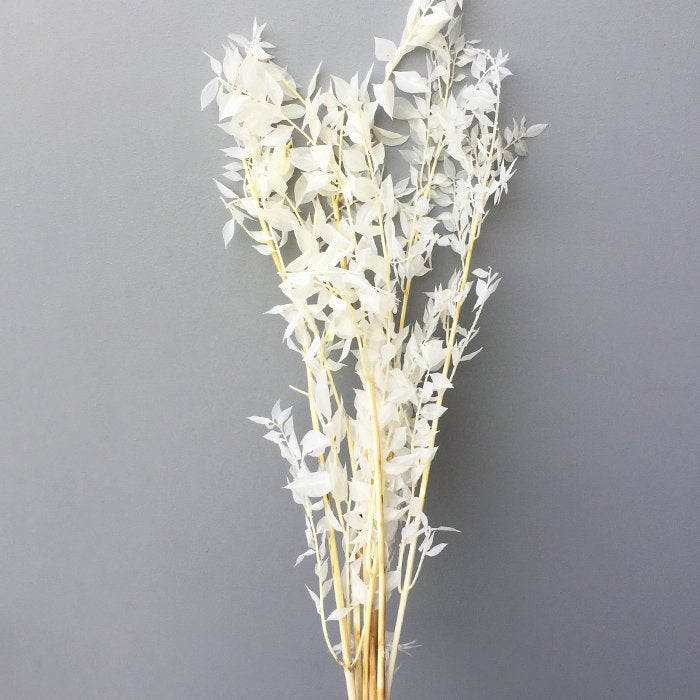 BLEACHED ITALIAN RUSCUS