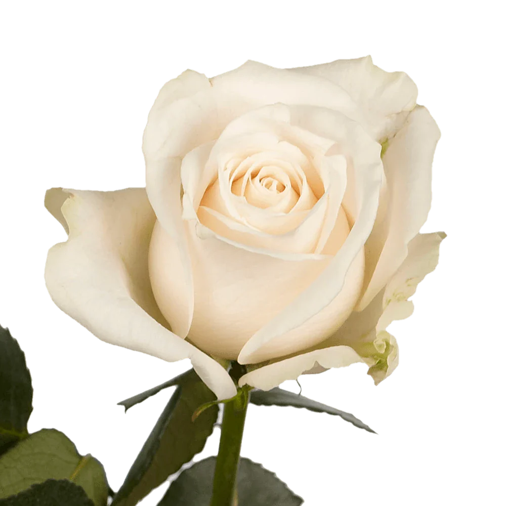 ROSE - CREAM VENDELA