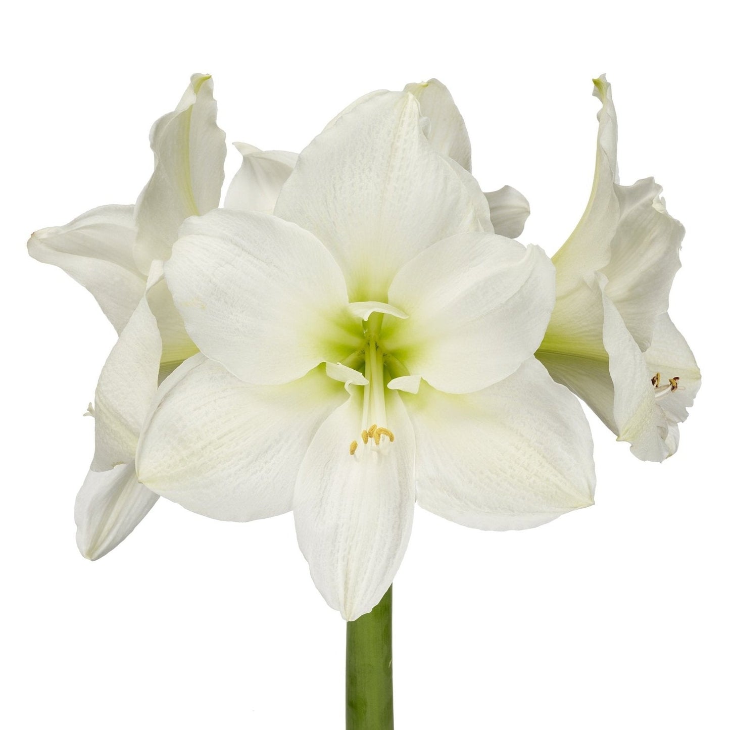 AMARYLLIS - WHITE