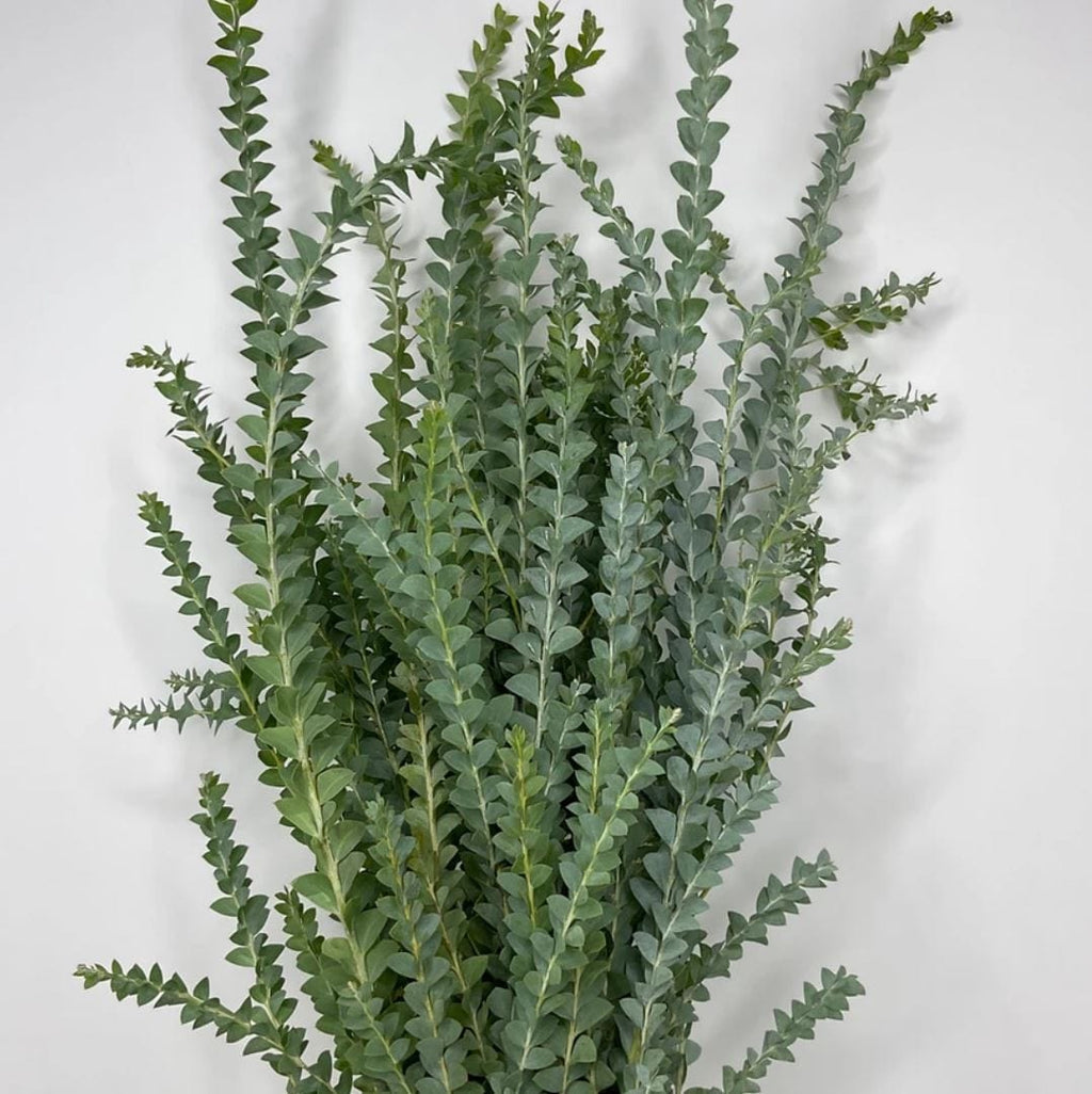 GREENERY - KNIFE BLADE