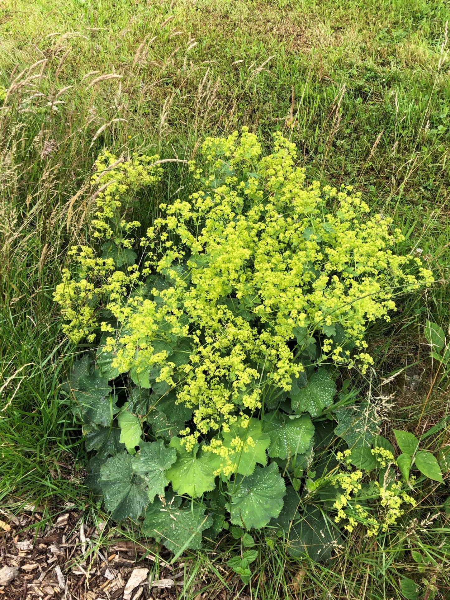 GREENERY - LADY'S MANTLE