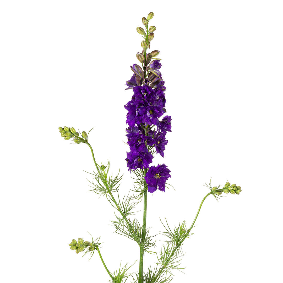 DELPHINIUM - PURPLE