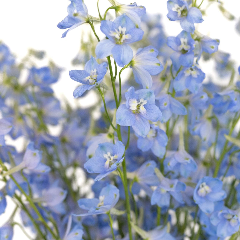 DELPHINIUM - POWDER PALE BLUE