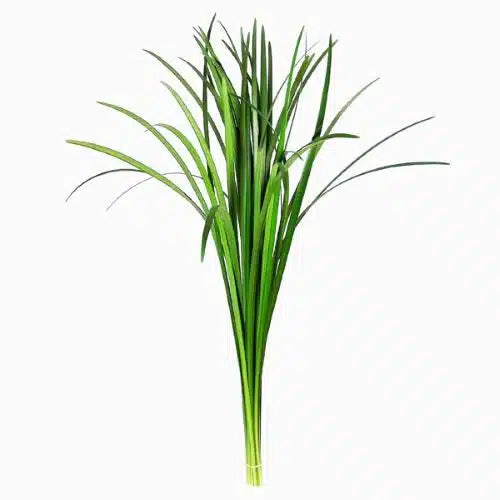 GREENERY - LILY GRASS