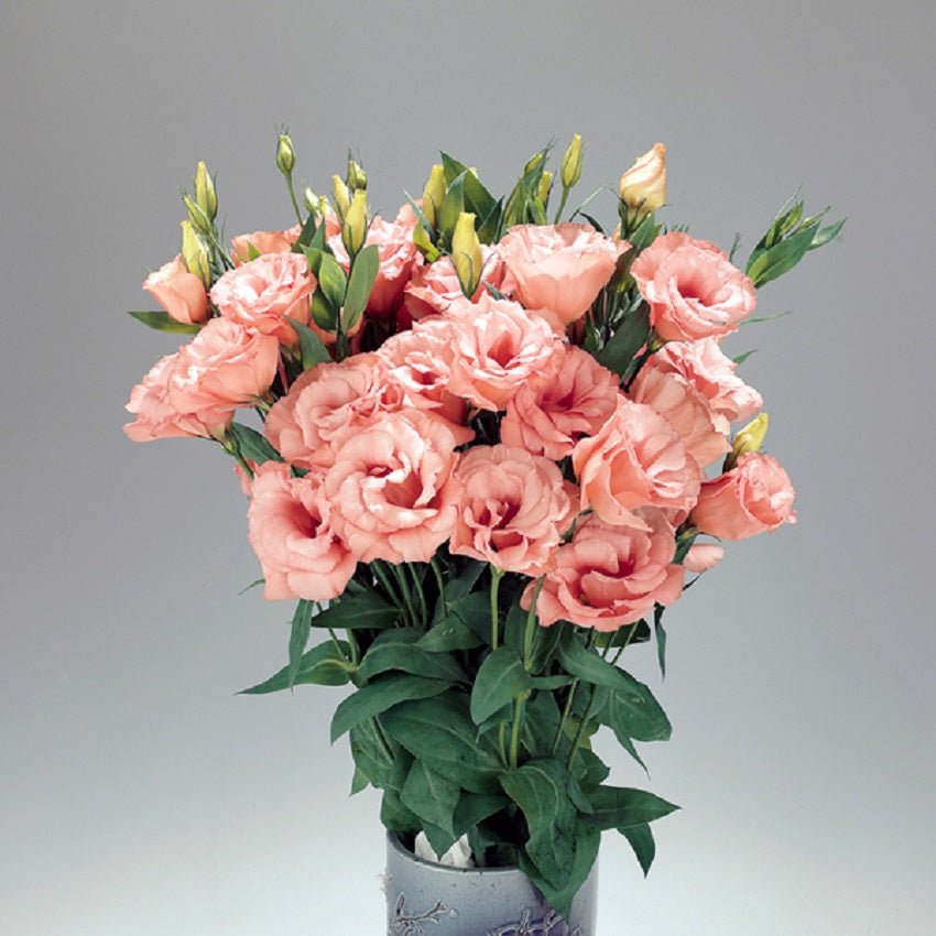 LISIANTHUS - APRICOT