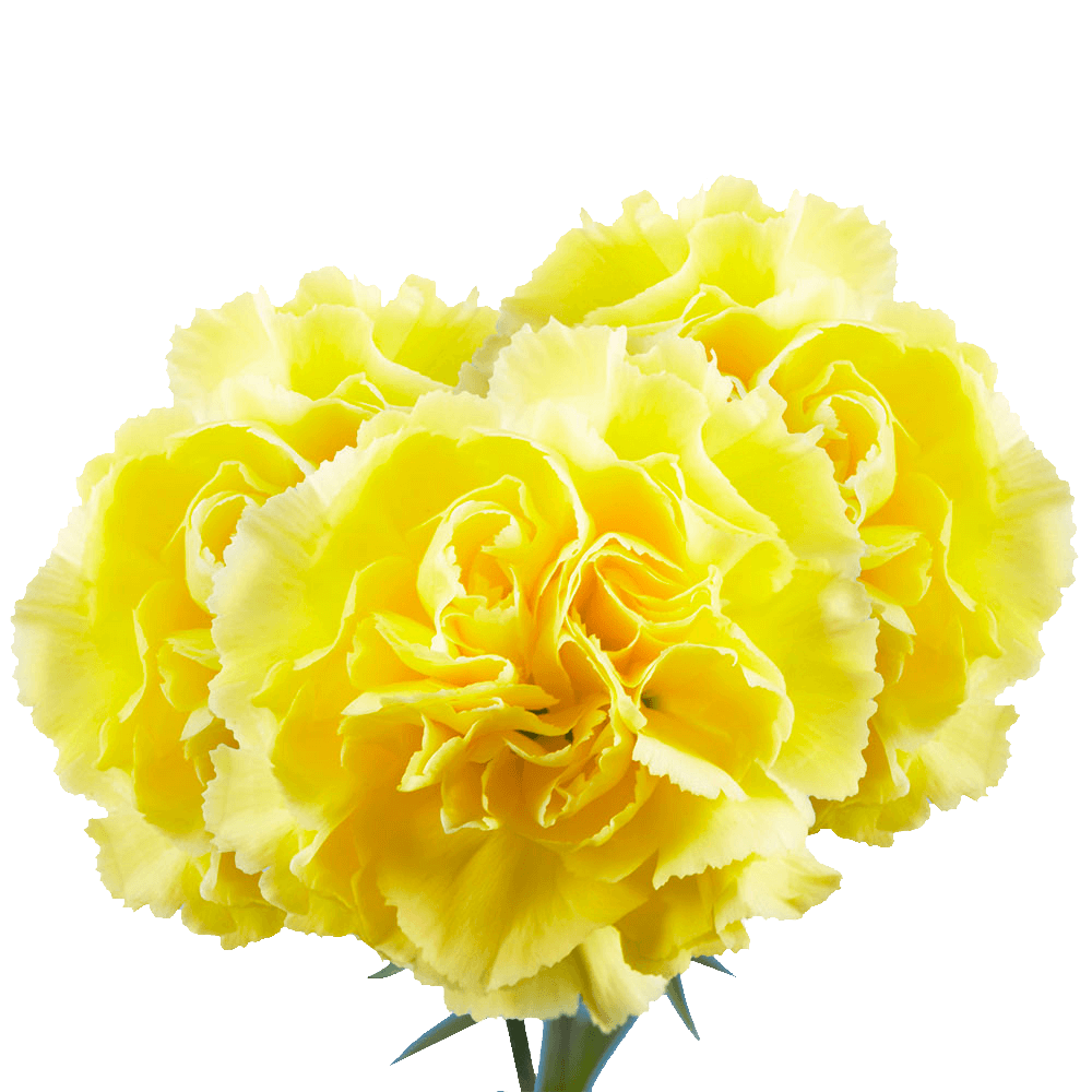 CARNATION - YELLOW