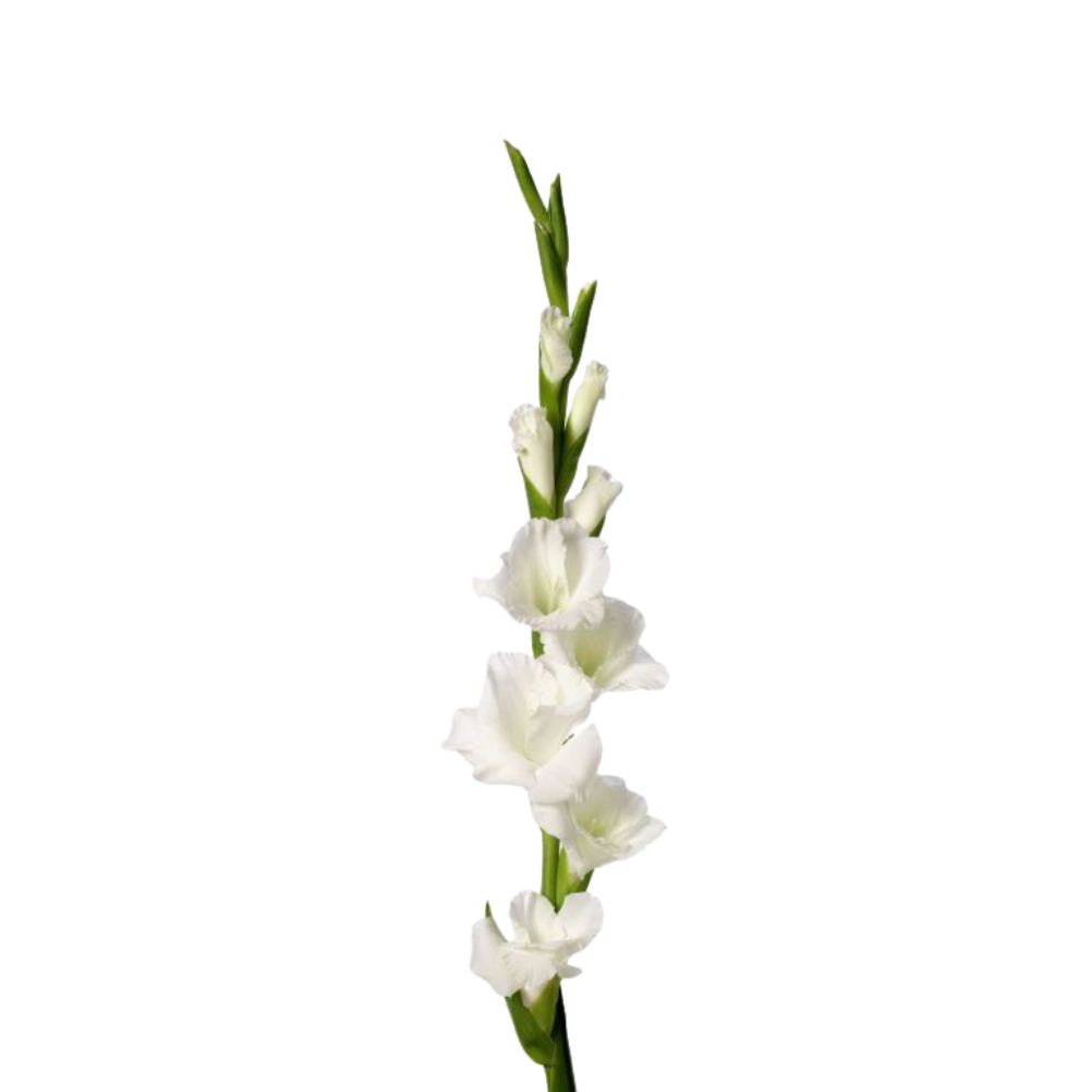 GLADIOLUS - WHITE
