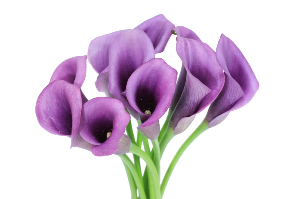 MINI CALLA - LAVENDER