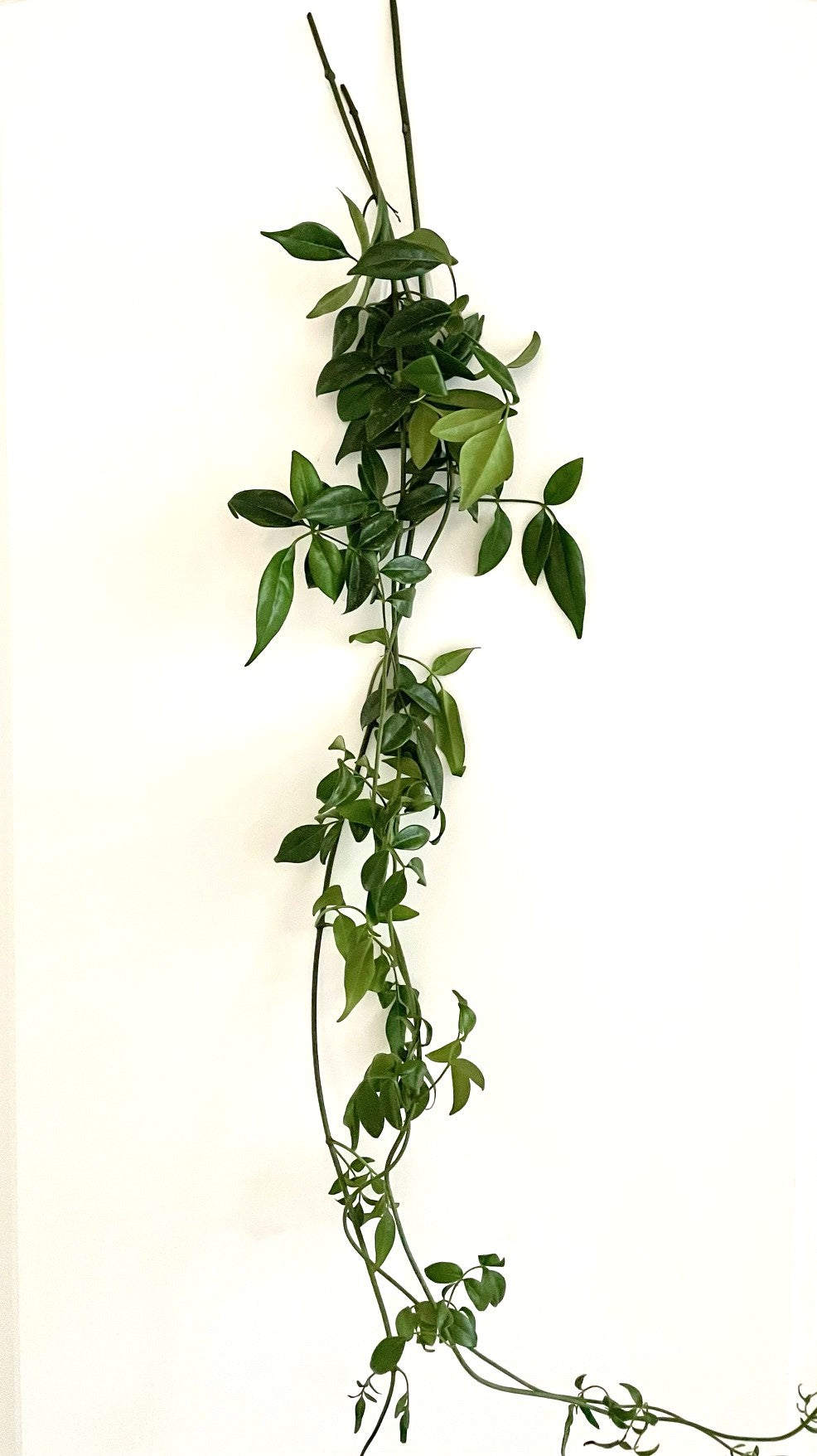 GREENERY - PANDORA VINE