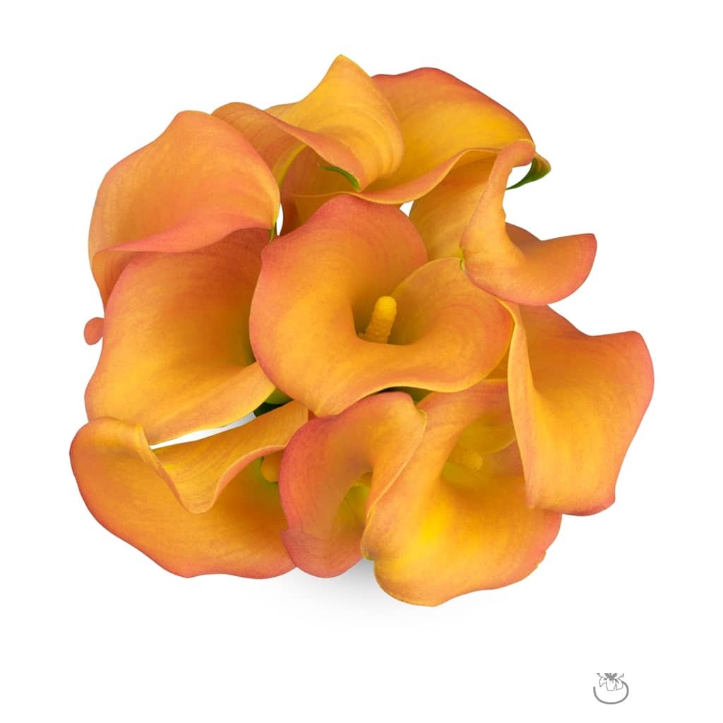MINI CALLA - PEACH