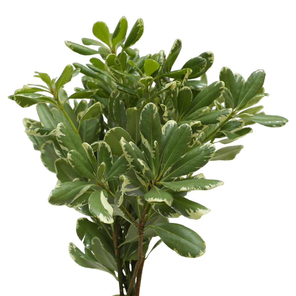 GREENERY - VARIEGATED PITTOSPORUM