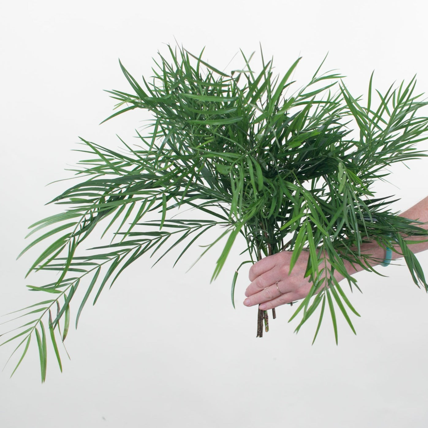 GREENERY - WEEPING PODO