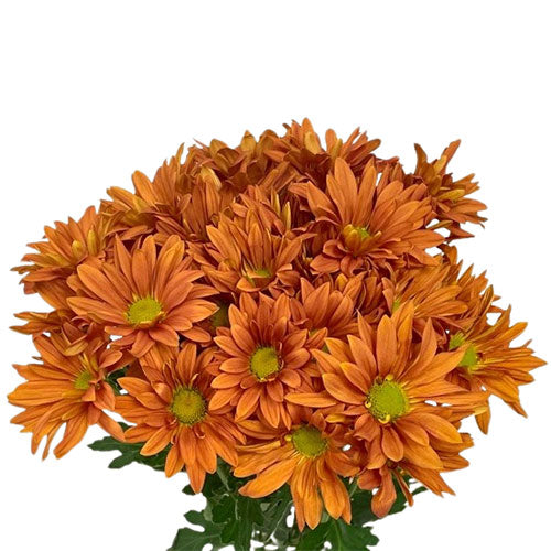 POMP - BRIGHT ORANGE DAISY