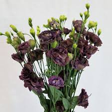 LISIANTHUS - BLACK