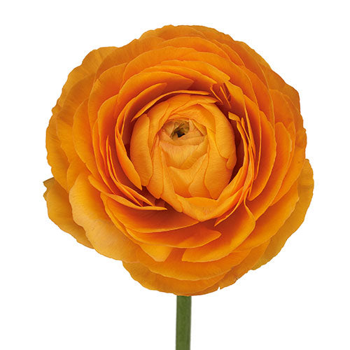 RANUNCULUS - ORANGE