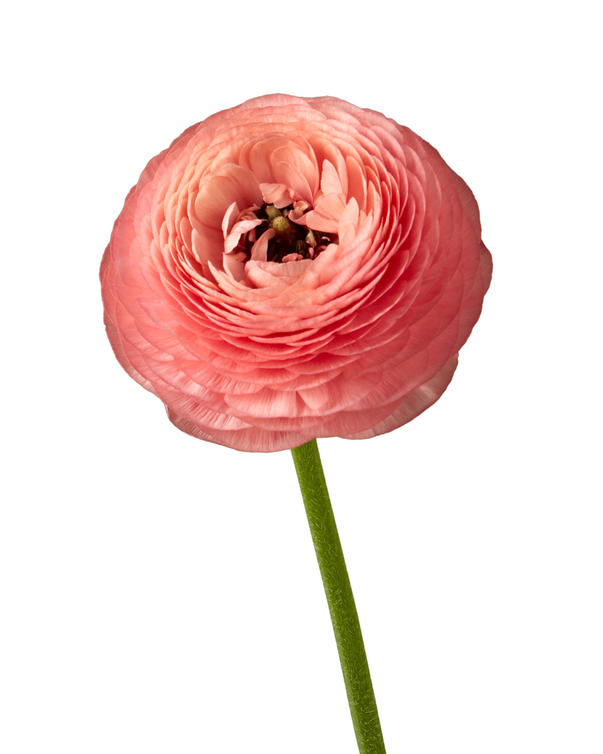 RANUNCULUS - CORAL
