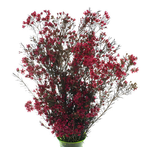 WAXFLOWER - RED DYED