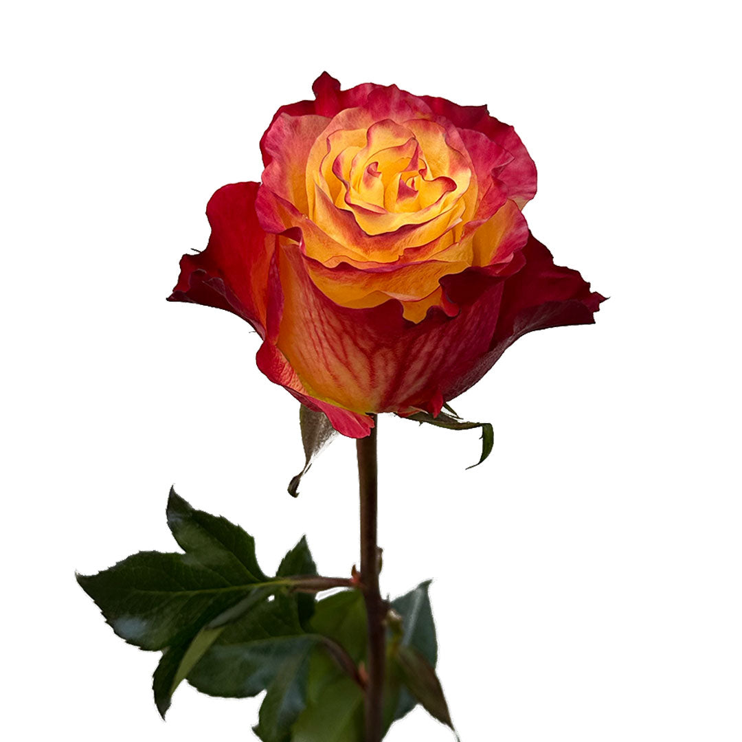 GARDEN ROSE - BICOLOR SUNSET XPRESSION