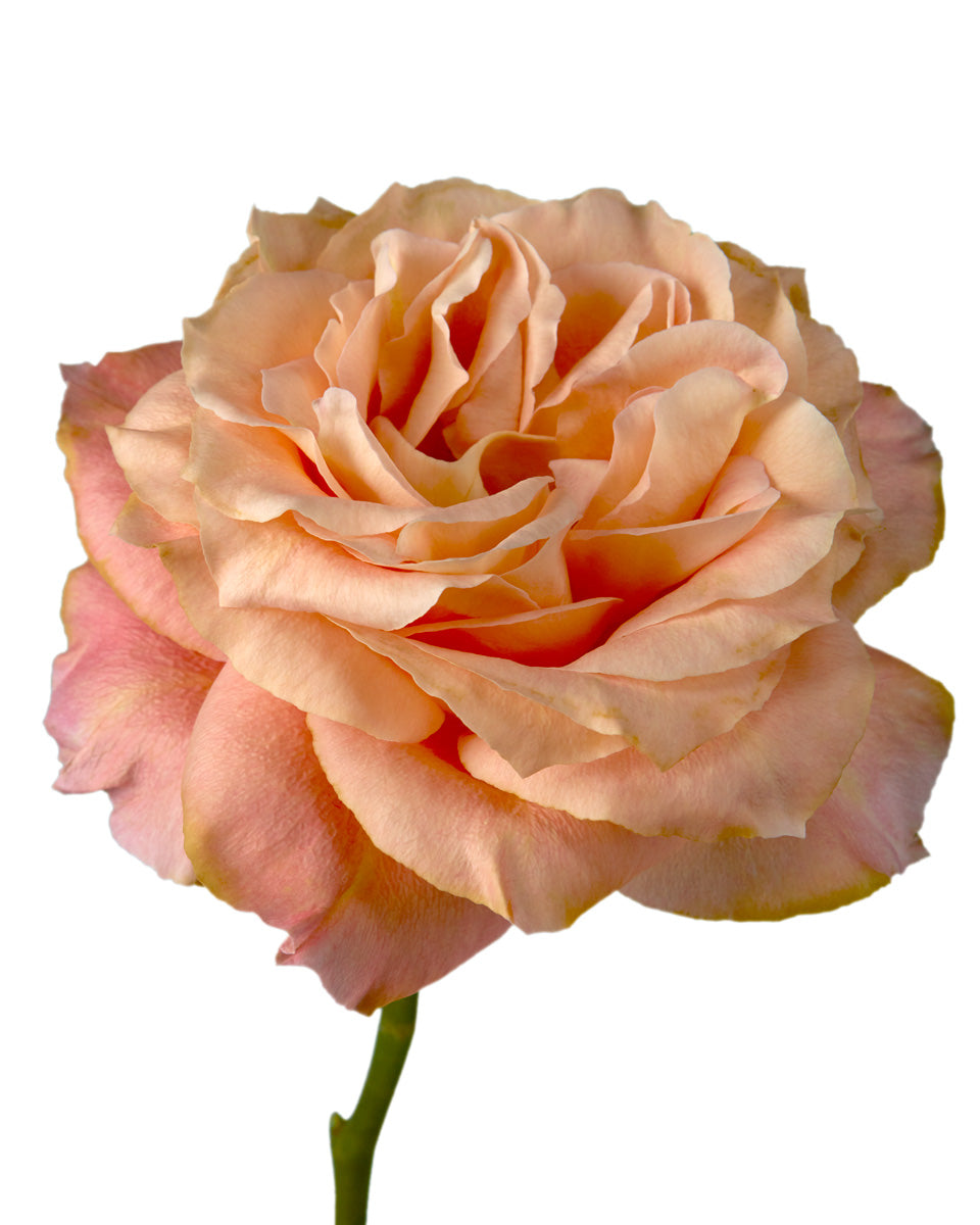 ROSE - PEACH LIGHT SPIRIT