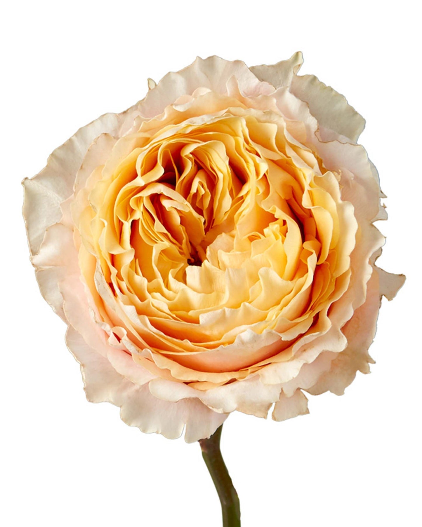 GARDEN ROSE - PEACH SHINE ON
