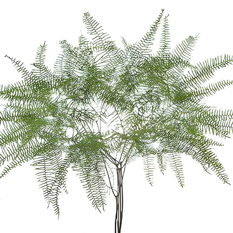 GREENERY - SEA STAR FERN