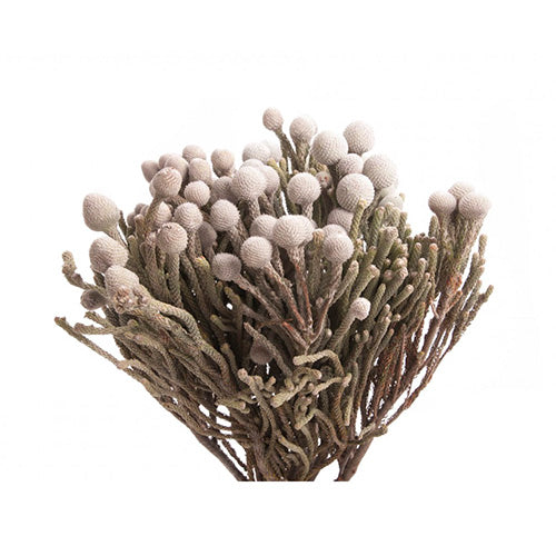 GREENERY - SILVER BRUNIA