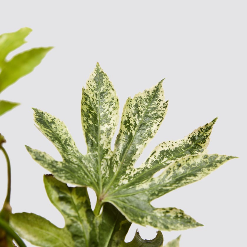 GREENERY - VARIEGATED FATSIA