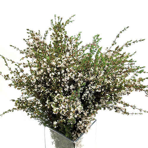 GREENERY - STERLING RANGE
