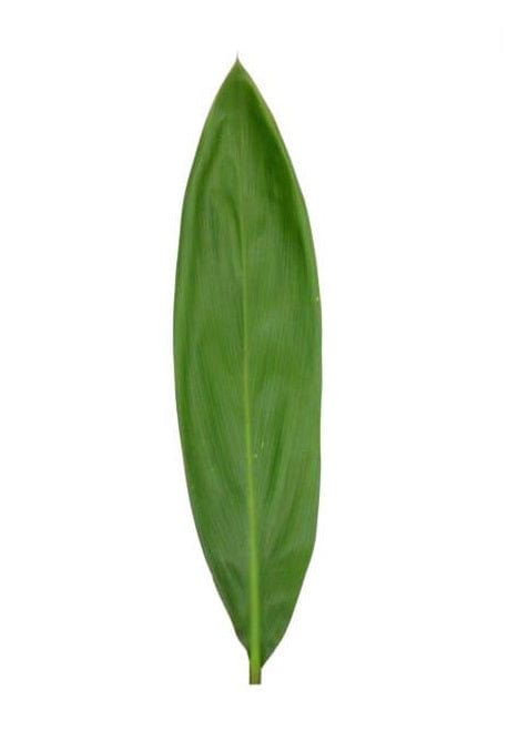 GREENERY - TI LEAF