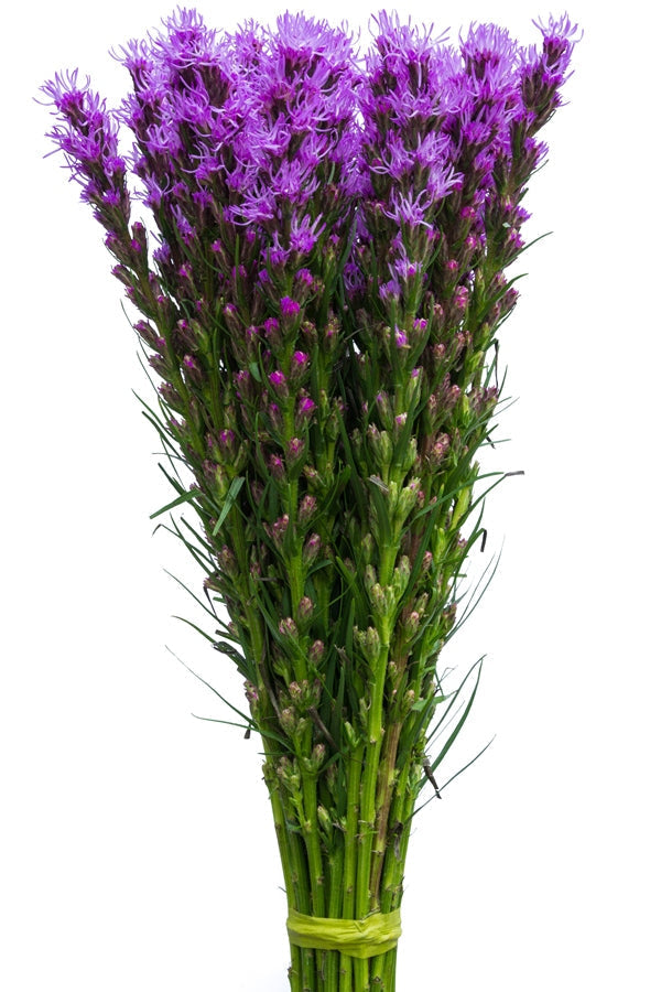 LIATRIS - PURPLE S.O.