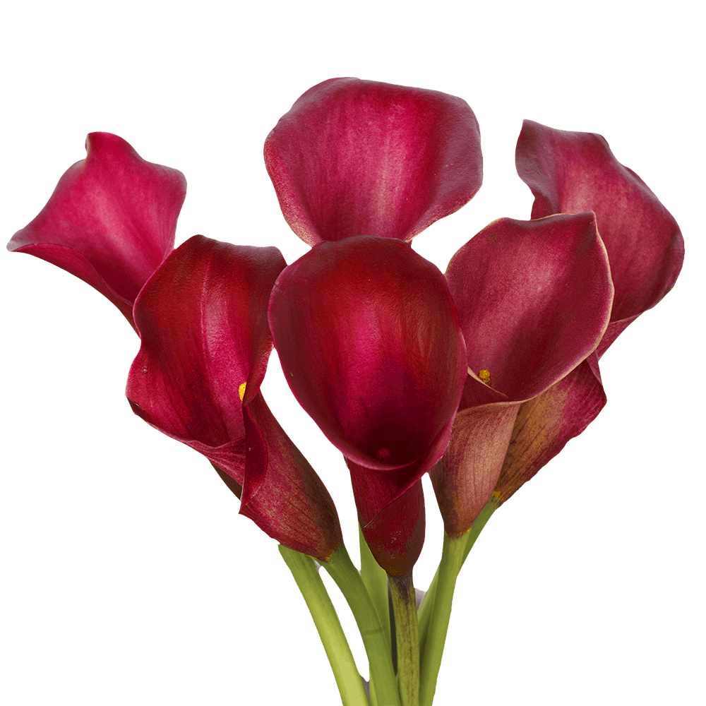 MINI CALLA - RED