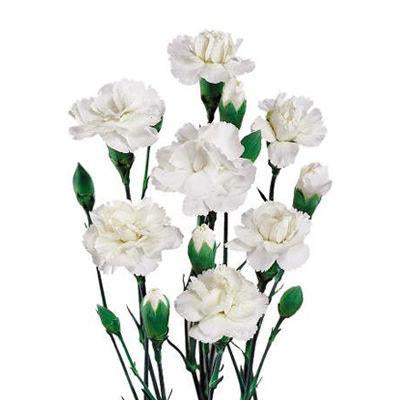 MINI CARNATION - WHITE